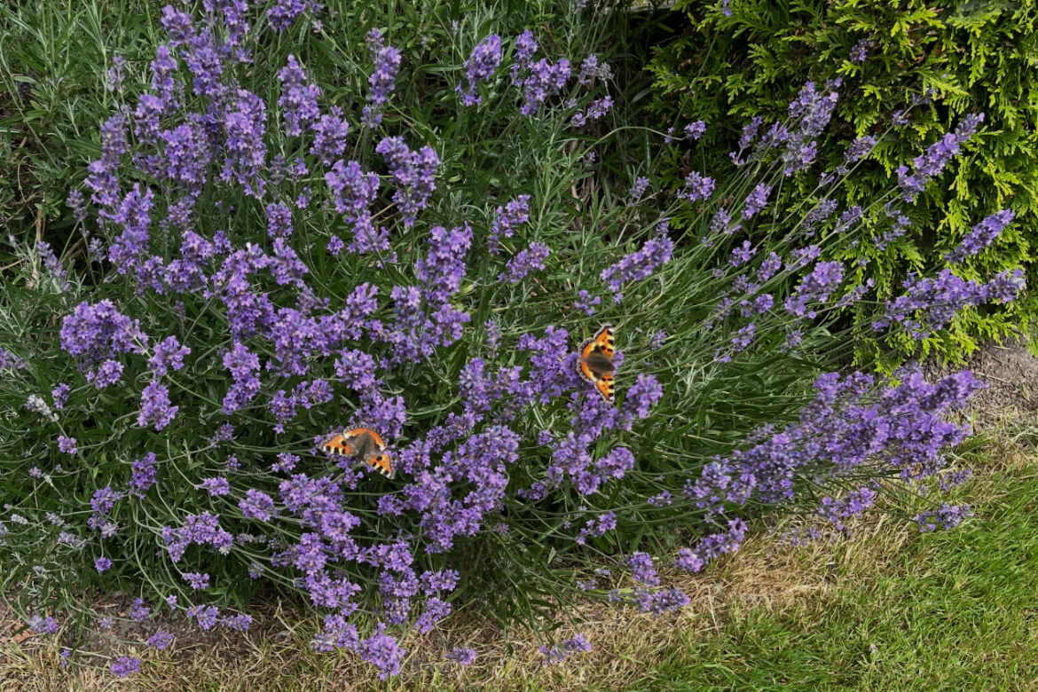 Ineens is alles anders…